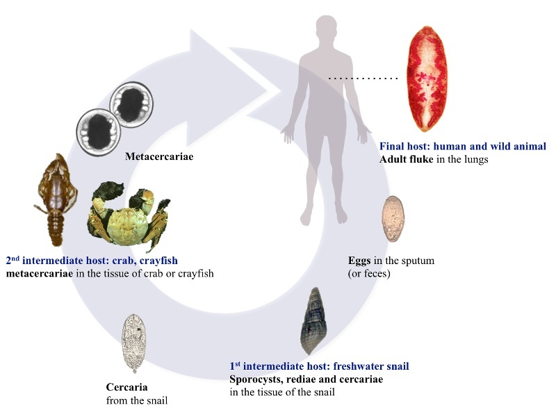 Hình 2: Chu kỳ phát triển của Paragonimus spp