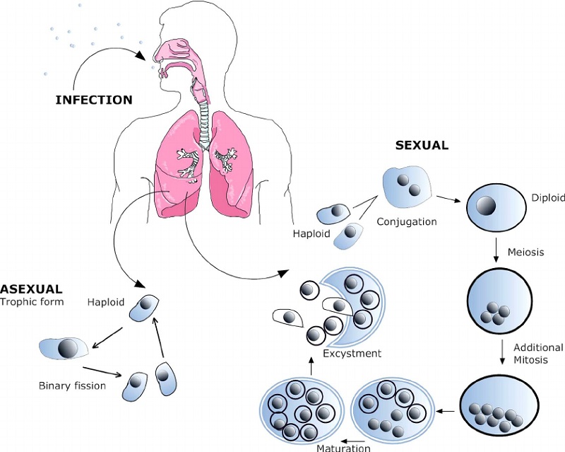 Vòng đời của Pneumocystis carinii