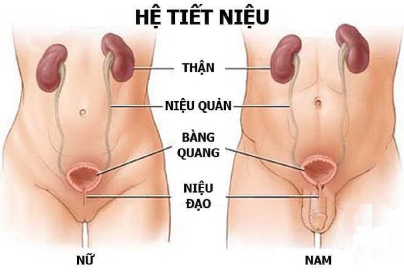 Cây Niệu Đạo Là Gì? Tìm Hiểu Vai Trò Và Ứng Dụng Trong Y Học