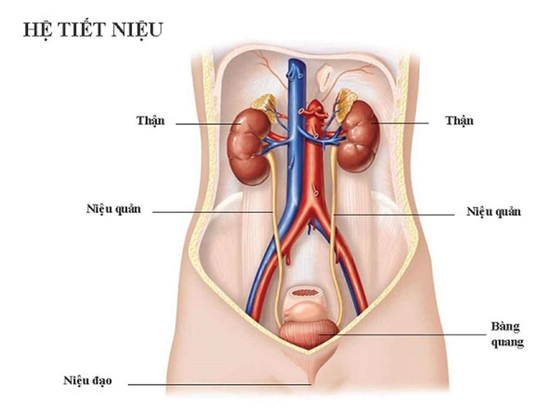 Tiểu buốt tiểu rắt cảnh báo bệnh lý