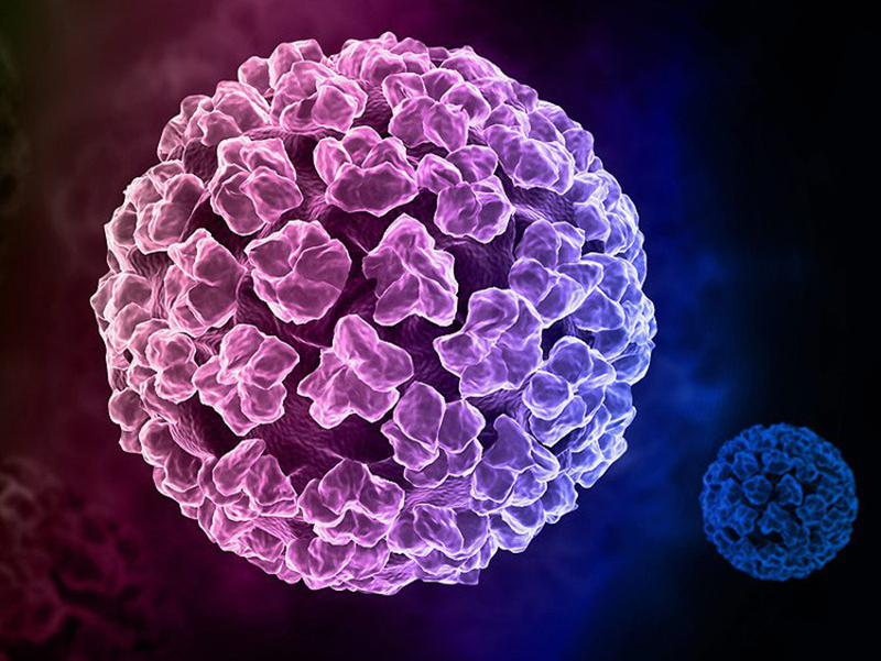 Sùi mào gà là căn bệnh xã hội có khả năng lây lan nhanh do HPV gây ra