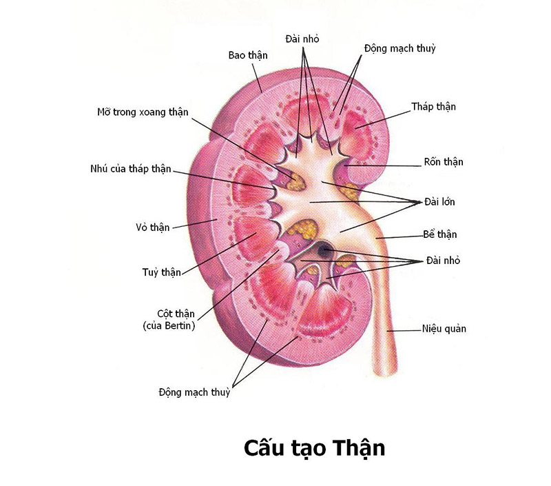 Cấu tạo giải phẫu của thận