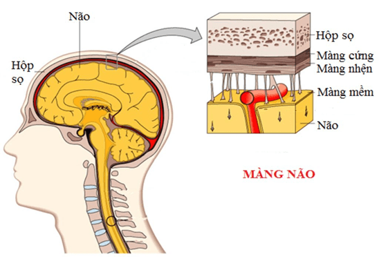 chụp cộng hưởng từ trong chẩn đoán u màng não